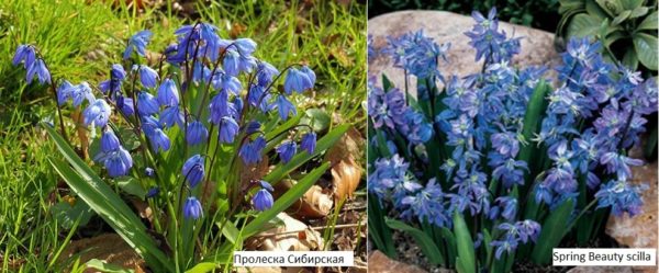 Otra especie de campanillas de invierno, Scylla, florece en azul