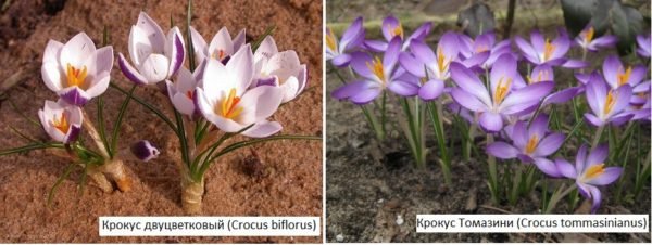 Flores de primavera para una residencia de verano: azafranes de diferentes tipos.