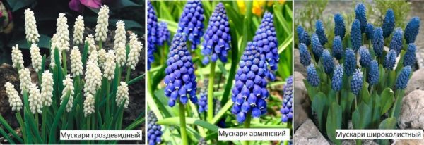 I muscari sono fiori bulbosi perenni che sbocciano in primavera