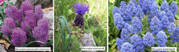 Ci sono varietà muscari molto carine e originali