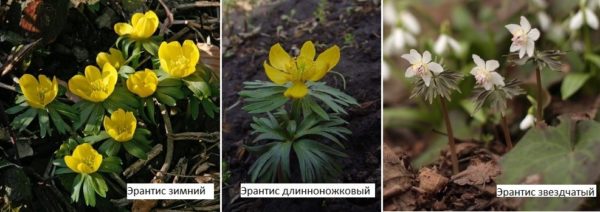 Parece decorativo cuando se planta en un rabatka, sobre piedras.