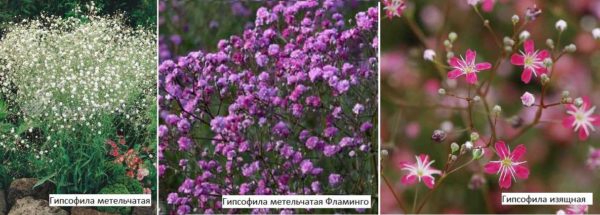 Gypsophila también se llama kachim, yeso, tumbleweed