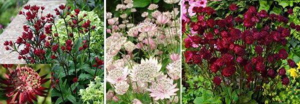 Astrantia - yazlık konut için bütün yaz açan güzel çiçekler