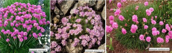 Armeria es una excelente decoración para cualquier parterre, rocalla, jardín de rocas.