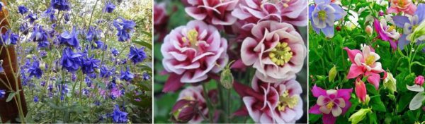 Aquilegia (nedslagsfelt) er nok en sommer med veldig vakre blomster