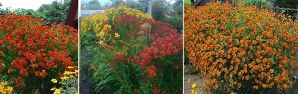 I geleni fioriscono a fine estate - inizio autunno