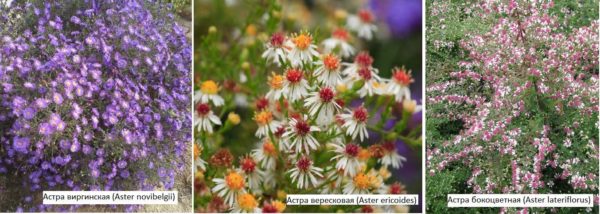 Ásteres perennes: una flor de otoño para una residencia de verano