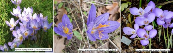 I crochi autunnali sono una delle opzioni più interessanti per i giardini rocciosi, rabatka