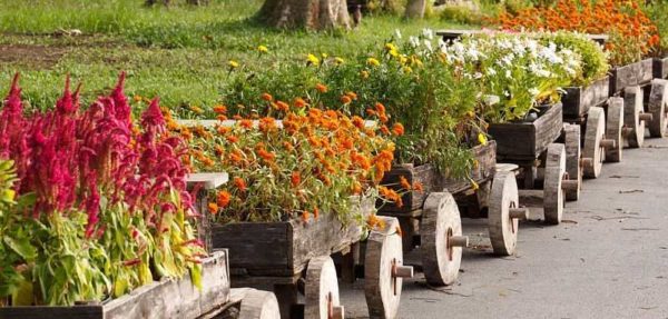 Høstblomster for en sommerbolig er ikke så mange