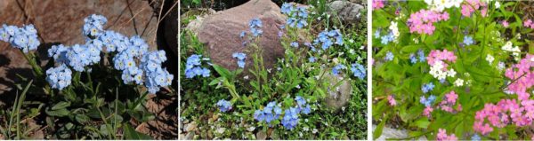 Den søte sjarmen til glem-meg-ikke vil dekorere blomsterbedet