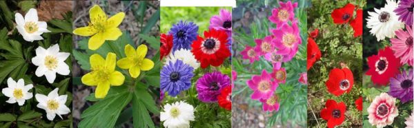 Anemoni: un numero enorme di colori, forme