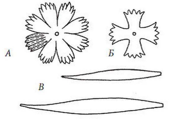 Se vuoi renderlo molto simile a quello reale (A - un motivo per un fiore che sboccia, B - per un bocciolo)