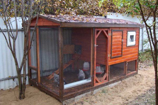 Coloque aislamiento térmico entre las dos capas de revestimiento: aquí tiene un gallinero de invierno para usted