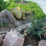 Iguana en un tobogán de piedra ...