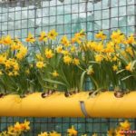 Giardino fiorito verticale a più piani con narcisi