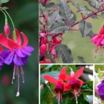 Questo è il fiore fucsia e la cosa più ragionevole è spiare gli accostamenti dalla natura