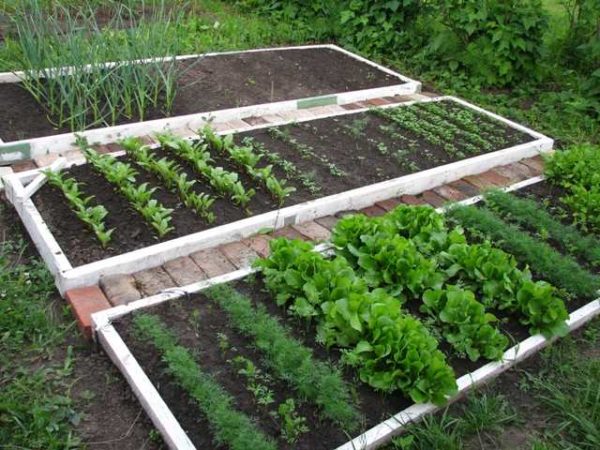 Se forma un huerto inteligente, a menudo en camas elevadas o altas, en las que se crean las condiciones necesarias para el crecimiento de las plantas.