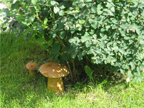 Hongos hechos de hormigón: una copa de plástico y un cuenco para un sombrero. En el futuro sombrero, hasta que la solución se haya endurecido, excave un agujero cilíndrico, para que la pierna vaya allí. Entonces el hongo será muy similar al real.