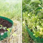 Para árboles frutales que crecen en humedales, puede hacer esto