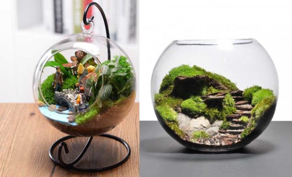 Il muschio potrebbe essere l'unica pianta del mini florarium