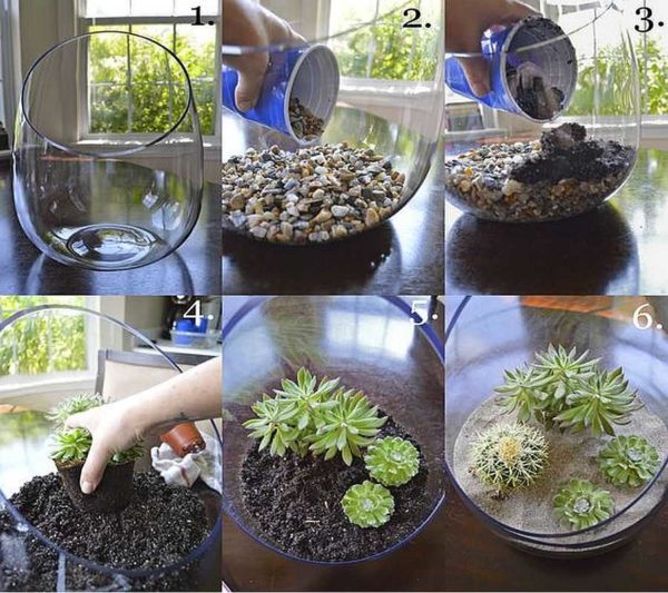 Prova a creare il primo florarium con le tue mani da piante grasse e cactus