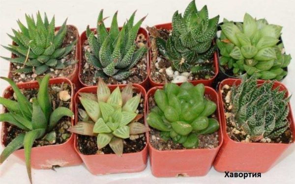 Piante grasse Haworthia di facile manutenzione