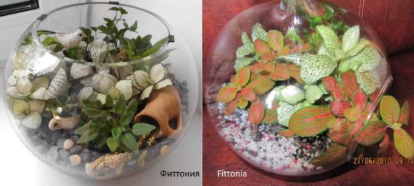 Una delle piante più popolari per la coltivazione nel florarium è la Fittonia