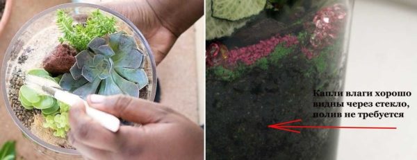 Segreti di prendersi cura di un florarium in miniatura