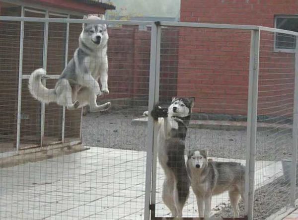 ¿Y cómo salen del recinto cerrado?