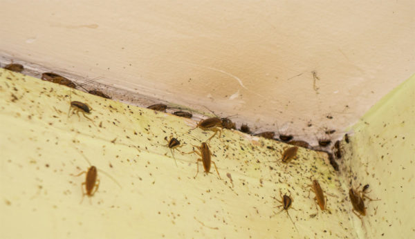 Cockroach Nest - Cockroach Control